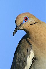 White-winged Dove